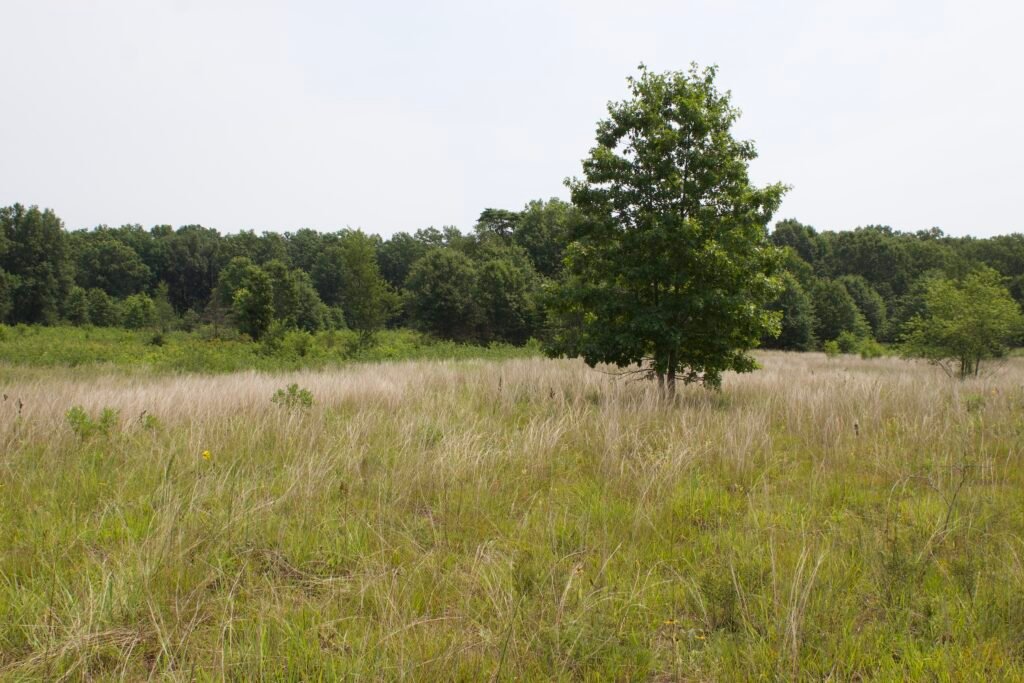A lone oak tree surrounded by little bluestem in an open oak savanna at Kitty Todd Nature Preserve.