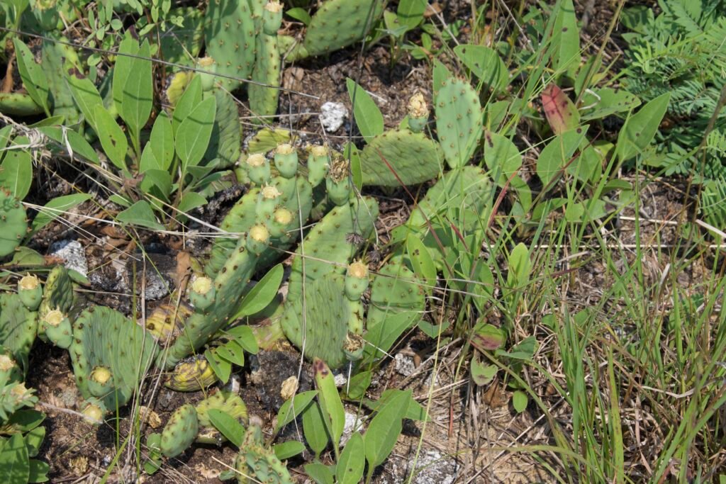 Eastern prickly pear cactus growing alongside little bluestem and other drought-adapted native plants in sandy soil.