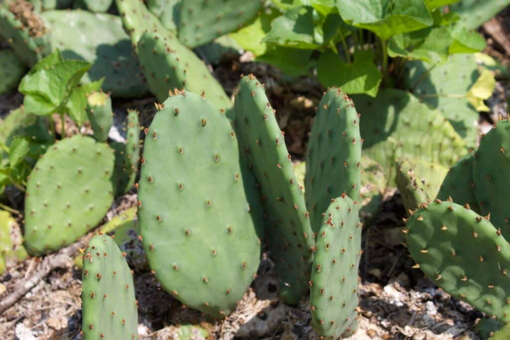 Close-up of eastern prickly pear cactus (Opuntia humifusa) growing in the sandy oak savanna at Kitty Todd Nature Preserve in northwest Ohio.