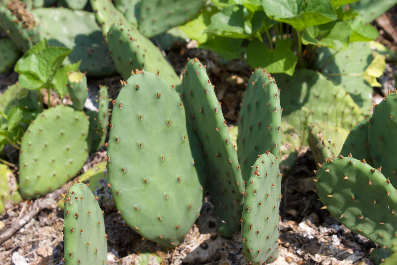 Close-up of eastern prickly pear cactus (Opuntia humifusa) growing in the sandy oak savanna at Kitty Todd Nature Preserve in northwest Ohio.