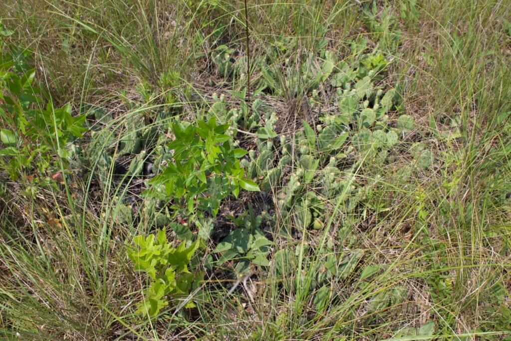 Eastern prickly pear cactus growing naturally among little bluestem and native plants in the sandy oak savanna.