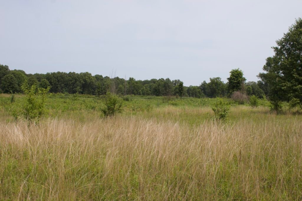 Wide view of little bluestem prairie within the oak savanna at Kitty Todd Nature Preserve.
