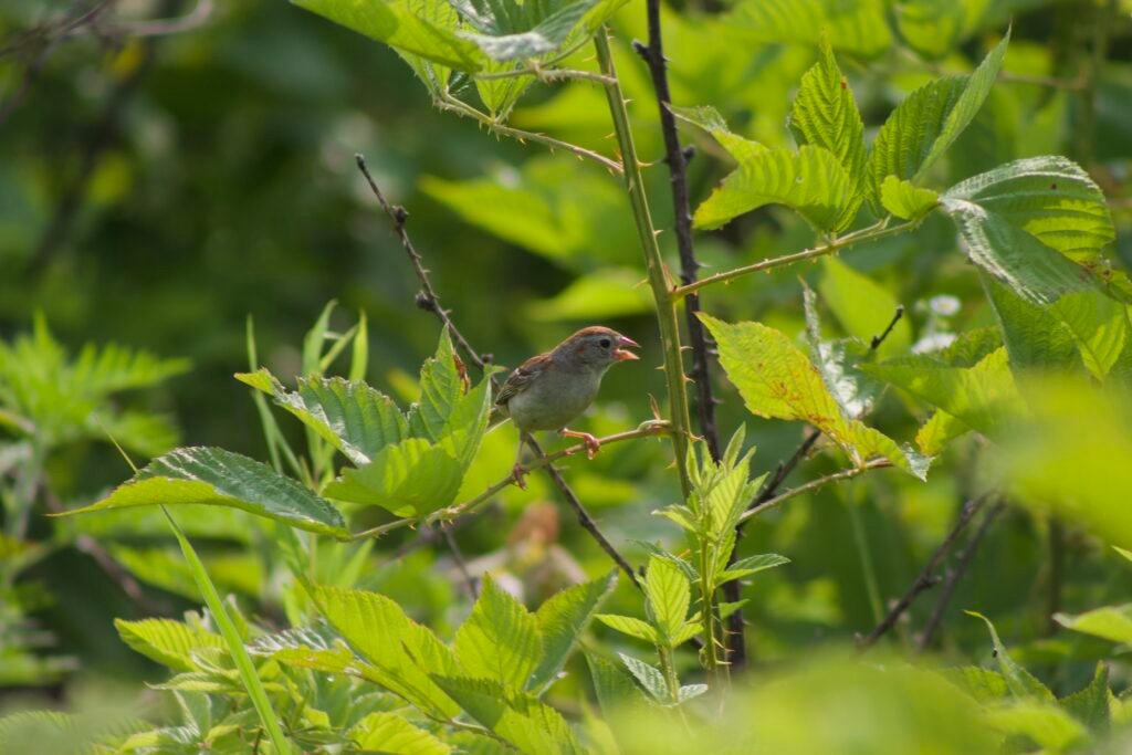 Field Sparrow perched among Allegheny blackberry canes at Salamander Flats.