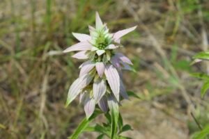 Spotted bee balm (Monarda punctata) flowering in sandy prairie habitat at Kitty Todd Nature Preserve.
