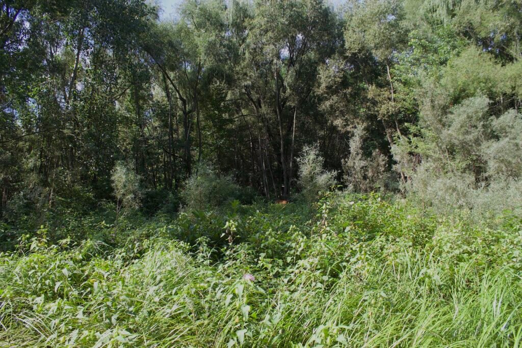 swamp like transition into woodland Dense wetland vegetation transitioning into a wooded area along the edge of a swamp.