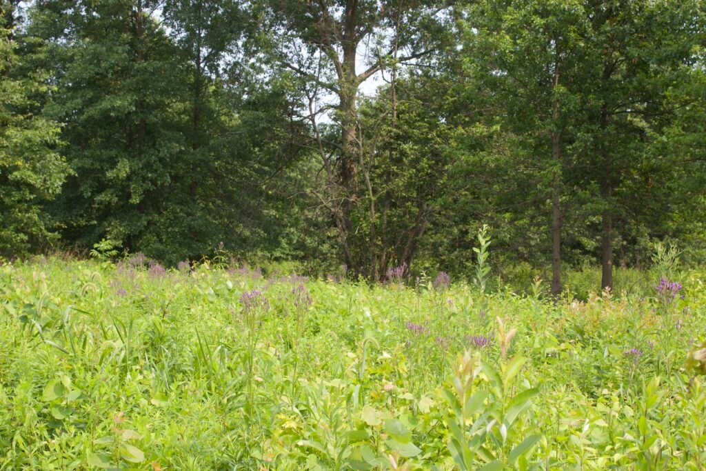 Moist prairie with diverse native vegetation at Salamander Flats.