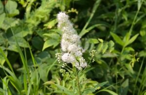 White meadowsweet blooming in the wet prairie at Salamander Flats.