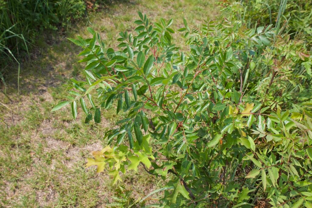 Winged sumac (Rhus copallinum) growing along the trail in Kitty Todd Nature Preserve.