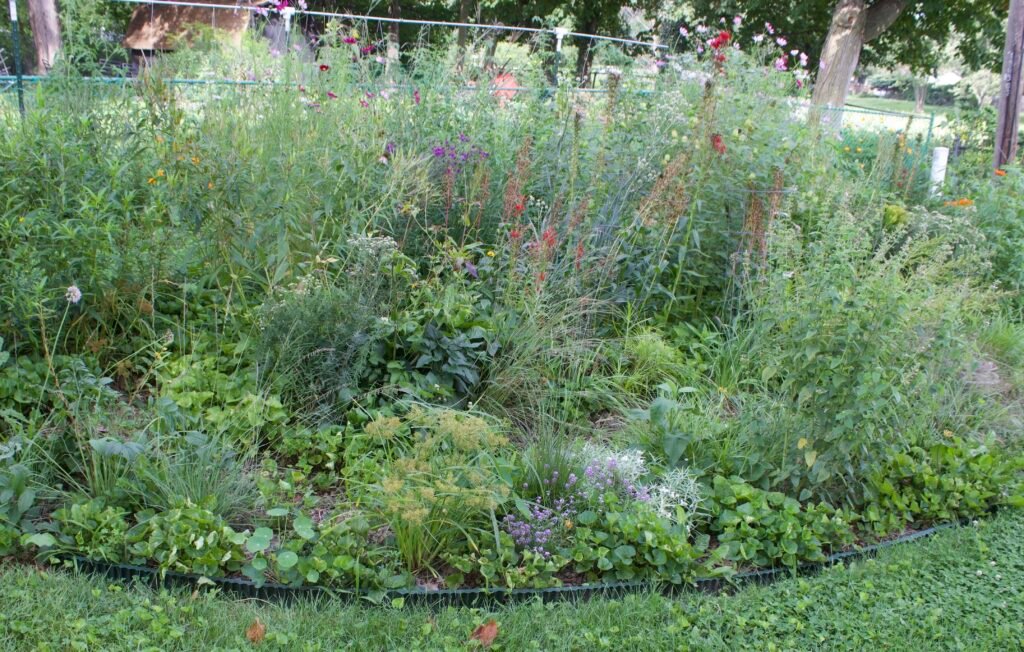 zone 6 view 1 Dense Zone 6 native garden with layers of sedges, grasses, flowering perennials and taller vegetation.
