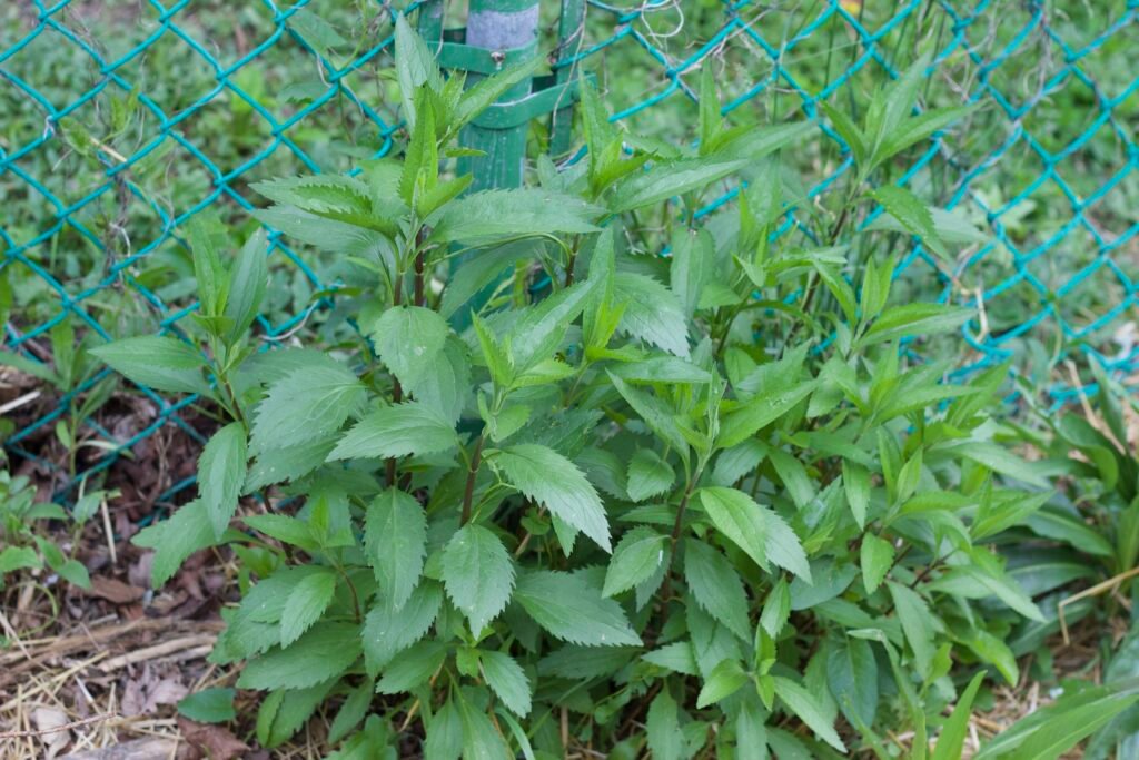 Young late boneset plants growing beside a fence with green serrated leaves.