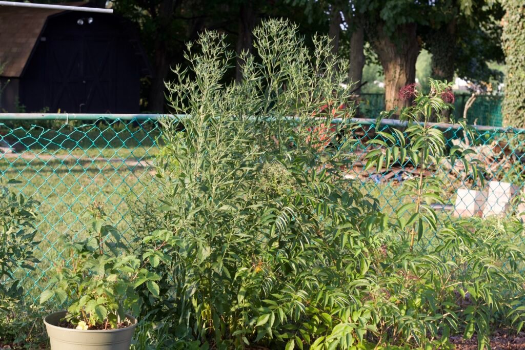 Mature late boneset growing several feet tall in a backyard native plant garden.