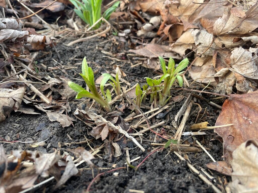 Late boneset emerging from the soil in early spring among fallen leaves.