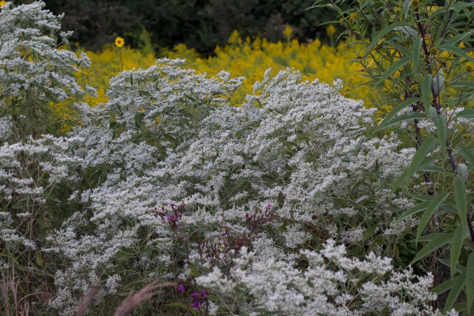 Large stand of late boneset covered in white flowers among goldenrods and other native plants.