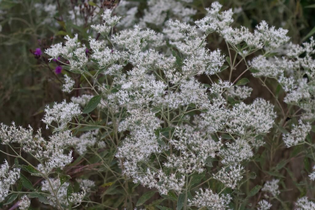 White late boneset flowers blooming in dense branching clusters.