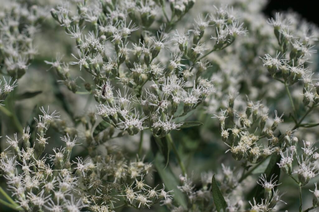 Close-up of small white late boneset flowers blooming in dense clusters.