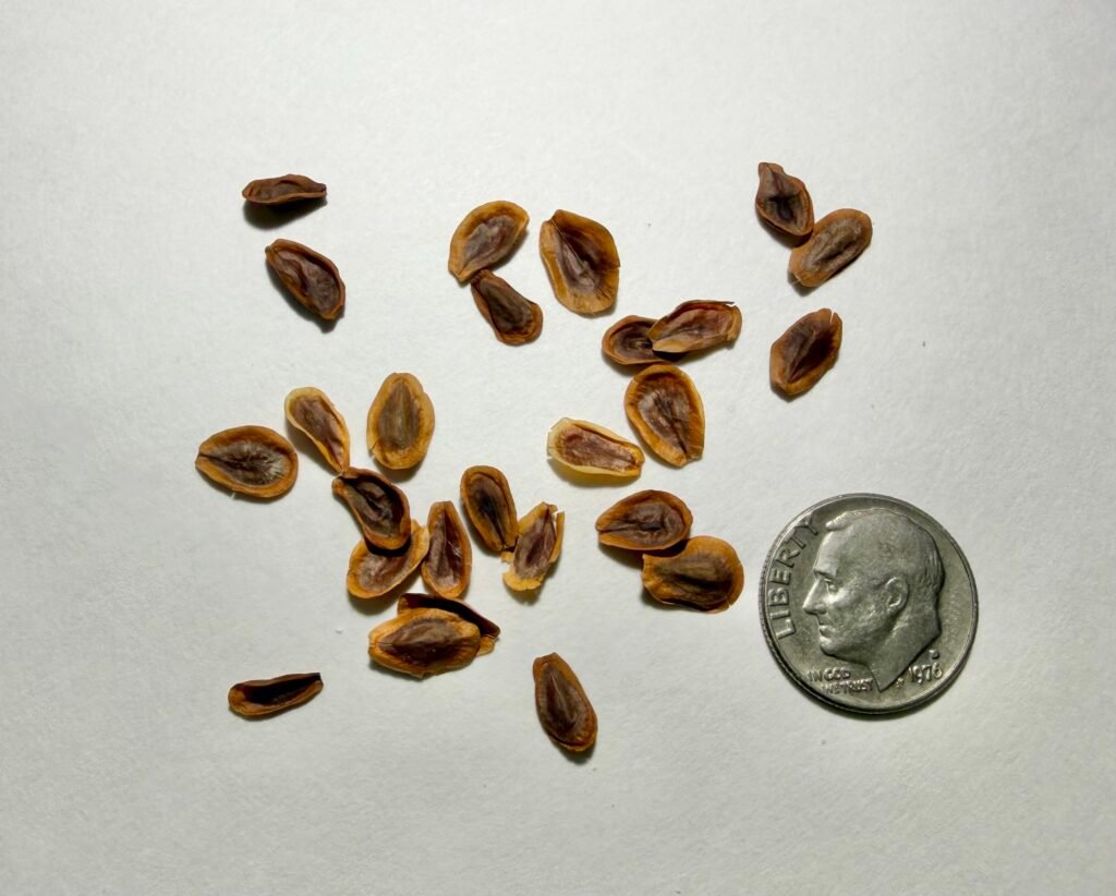 Swamp Milkweed Seeds – Asclepias incarnata Brown swamp milkweed seeds, Asclepias incarnata, shown beside a dime for scale.