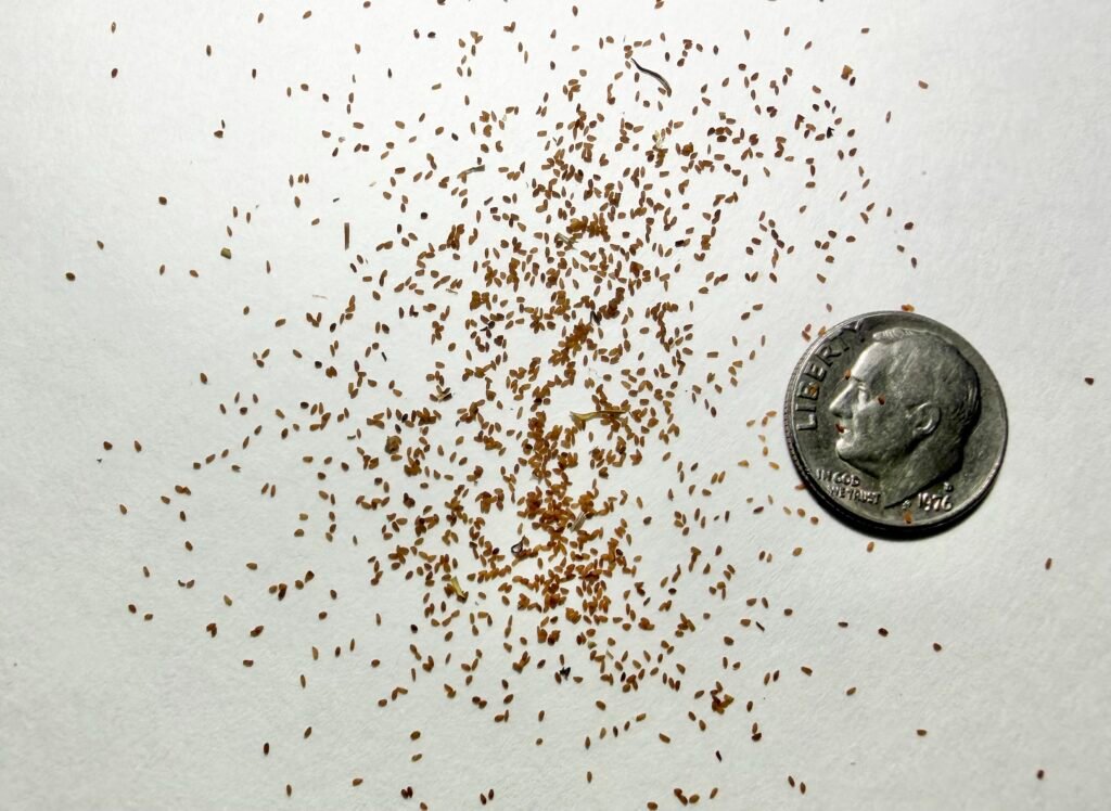 Cardinal Flower Seeds – Lobelia cardinalis Tiny brown cardinal flower seeds, Lobelia cardinalis, shown beside a dime for scale.