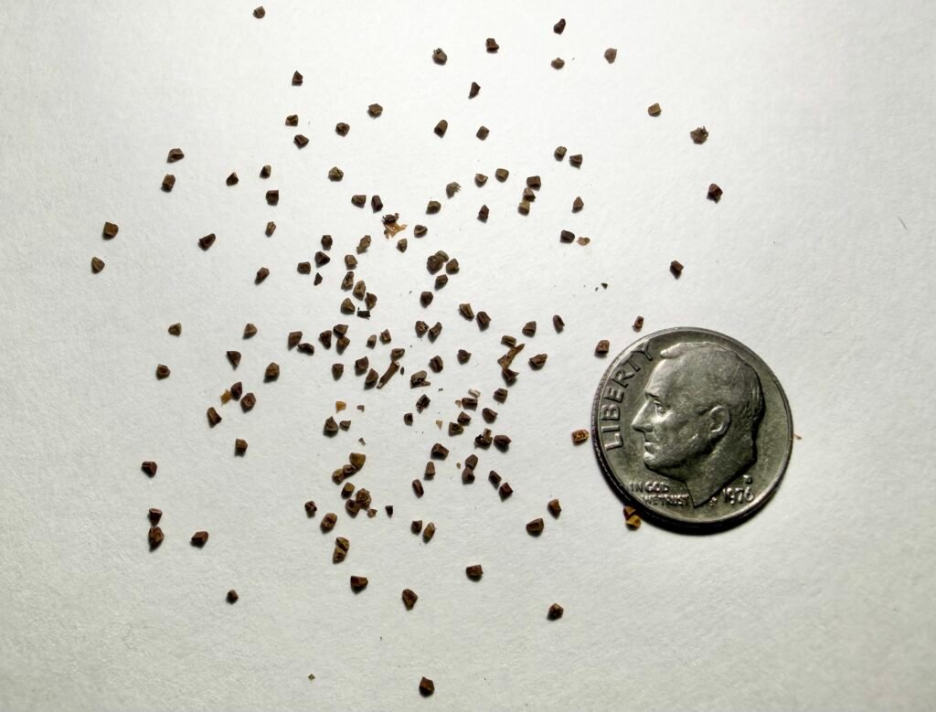 Foxglove Beardtongue Seeds – Penstemon digitalis Small brown foxglove beardtongue seeds, Penstemon digitalis, shown beside a dime for scale.