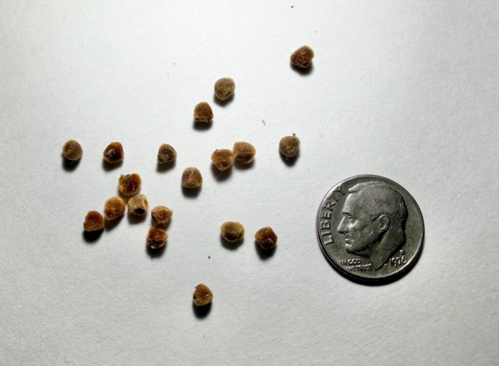 Rose Mallow Seeds – Hibiscus laevis Fuzzy brown halberdleaf rose mallow seeds, Hibiscus laevis, shown beside a dime for scale.