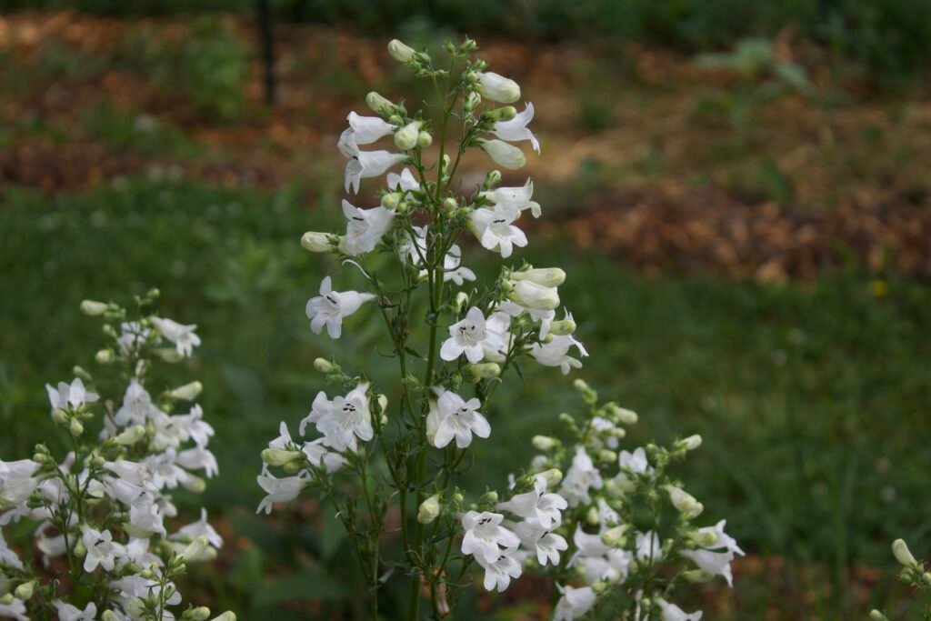 Foxglove Beardtongue – Penstemon digitalis White foxglove beardtongue flowers, Penstemon digitalis, blooming in a native garden.