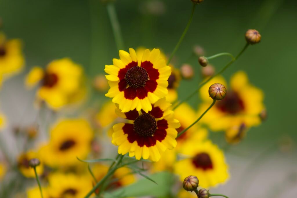 Two Plains coreopsis flowers showing yellow petals, reddish-brown centers and developing flower buds.