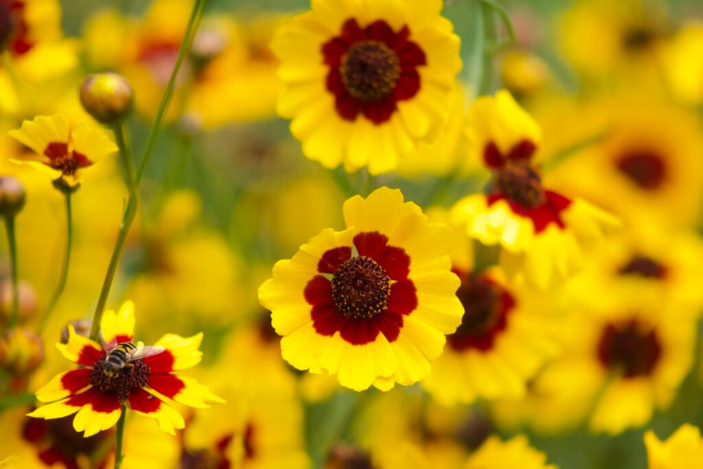 Plains coreopsis flowers with a hoverfly visiting a bloom in a dense patch of yellow and red flowers.