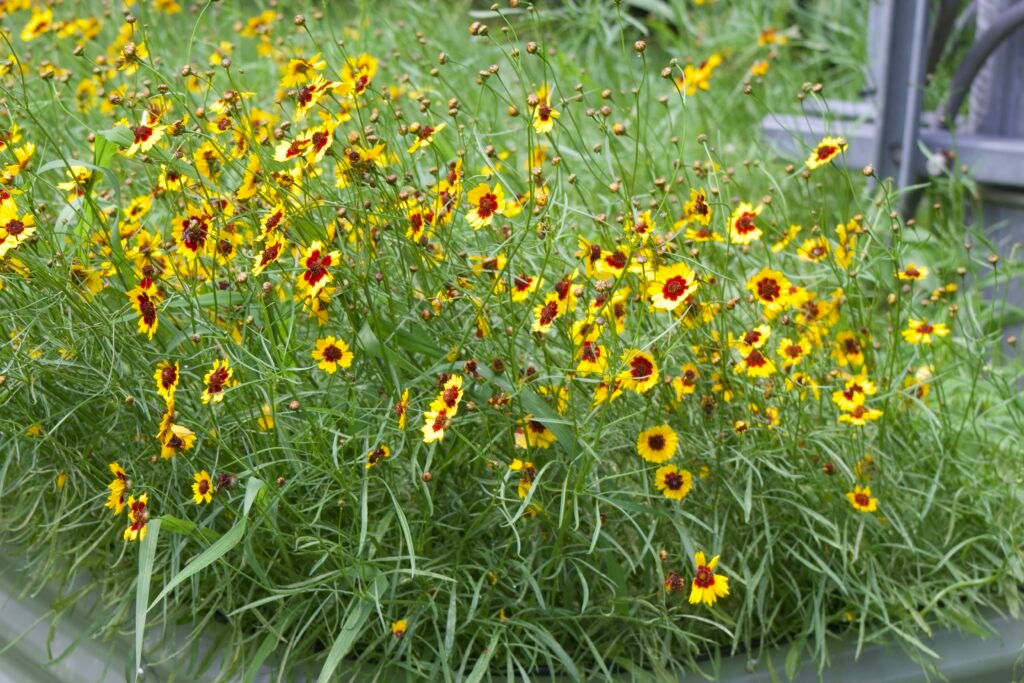 A dense stand of Plains coreopsis with yellow and red flowers, slender stems, buds and seed heads.