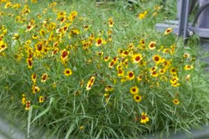 A dense stand of Plains coreopsis with yellow and red flowers, slender stems, buds and seed heads.