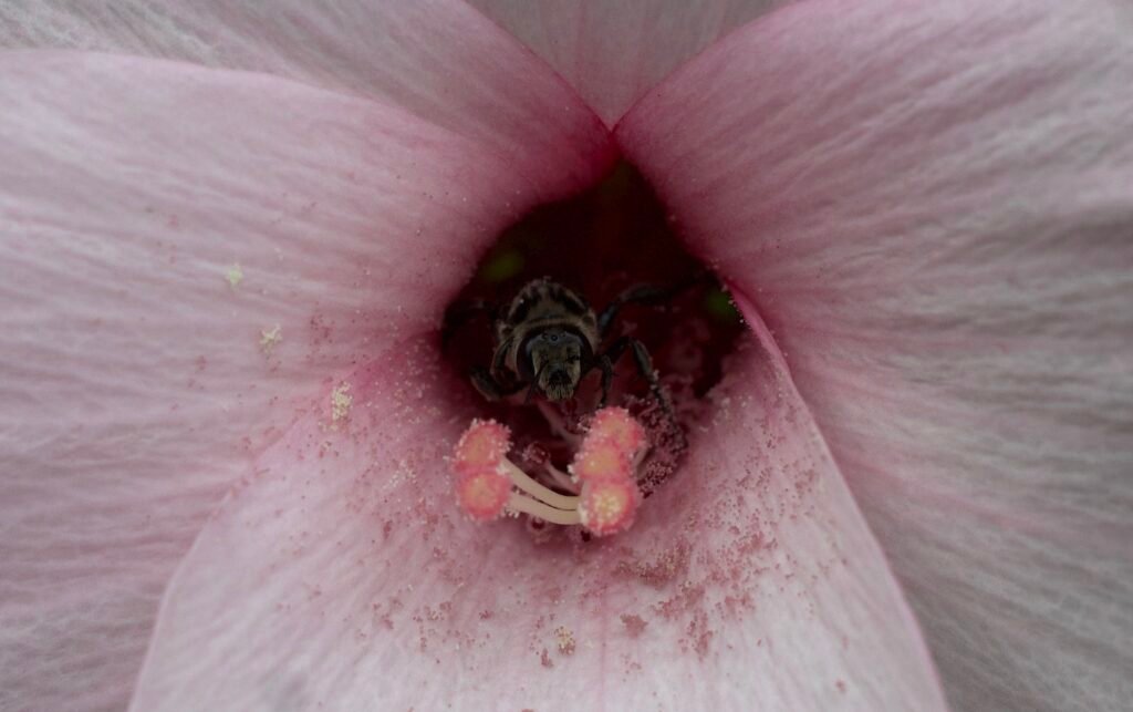 Native bee covered in pollen inside a pink halberdleaf rose mallow flower.