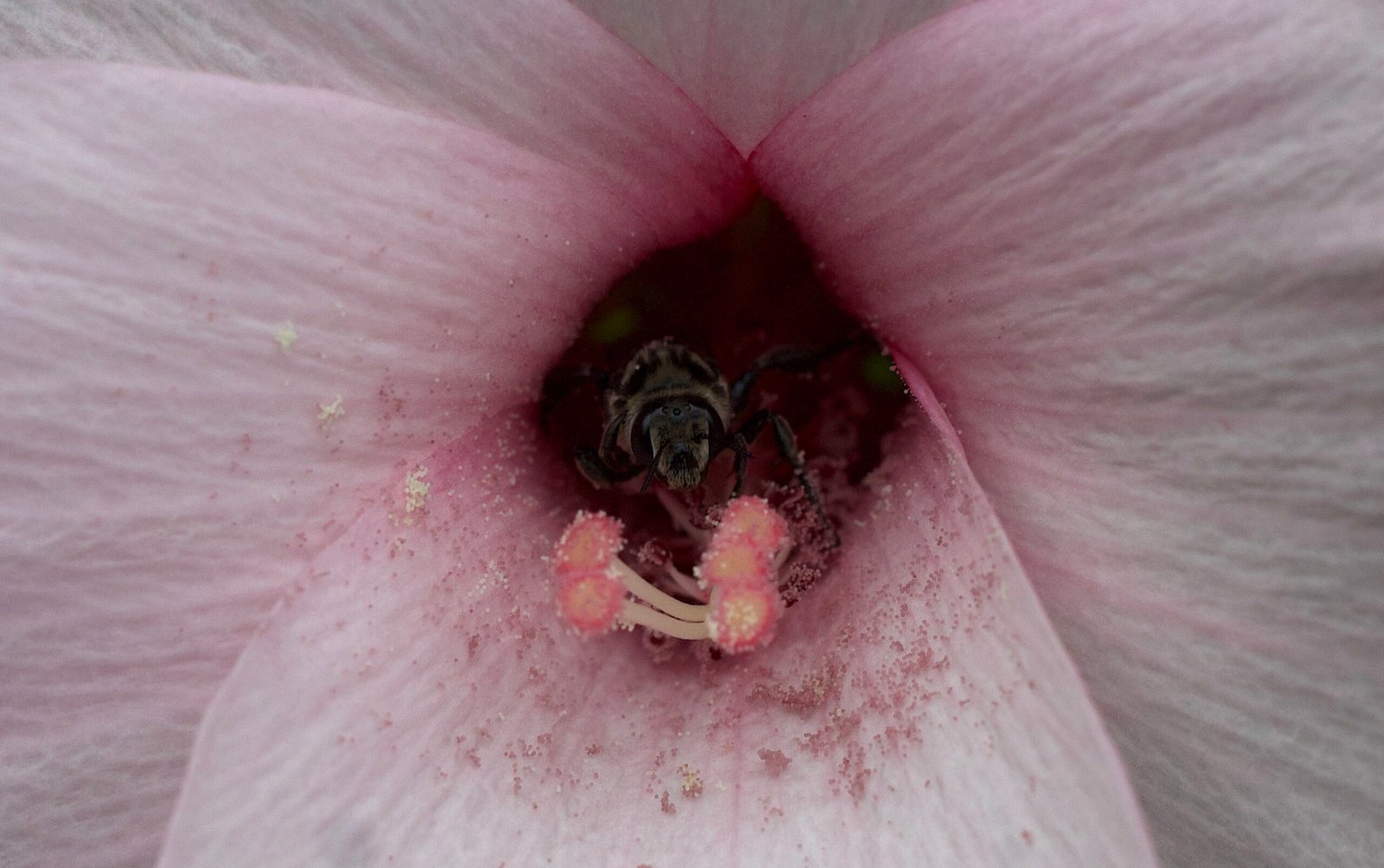 Native bee covered in pollen inside a pink halberdleaf rose mallow flower.