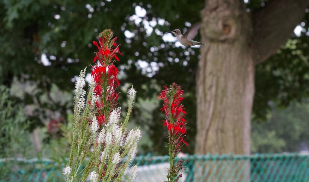 Hummingbird Visiting Cardinal Flower Hummingbird approaching bright red cardinal flowers, Lobelia cardinalis, in a native garden.