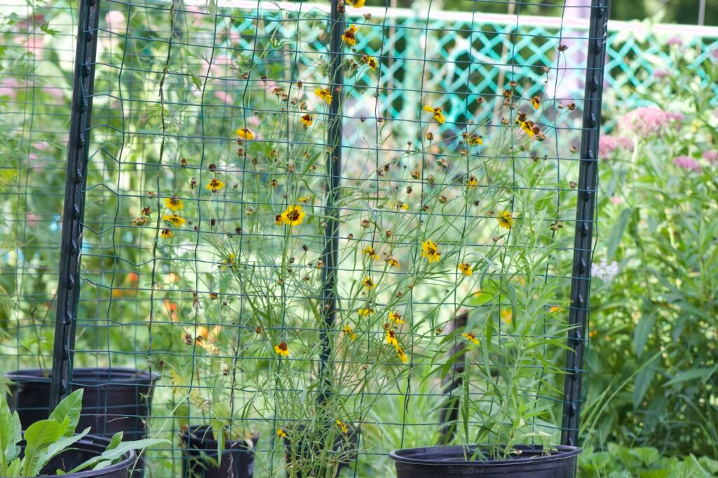 Mature Plains coreopsis plant growing tall and branching against a garden trellis.