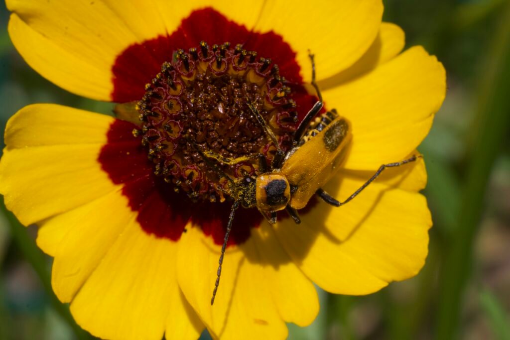 Goldenrod soldier beetle visiting the center of a yellow and red Plains coreopsis flower.