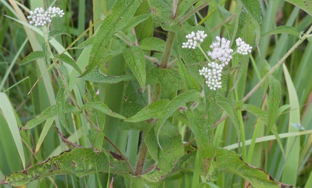 Common boneset leaves joined around the stem with no visible petiole.