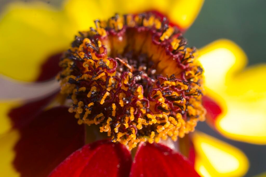 Macro view of the tiny individual disk flowers in the center of a Plains coreopsis flower head.