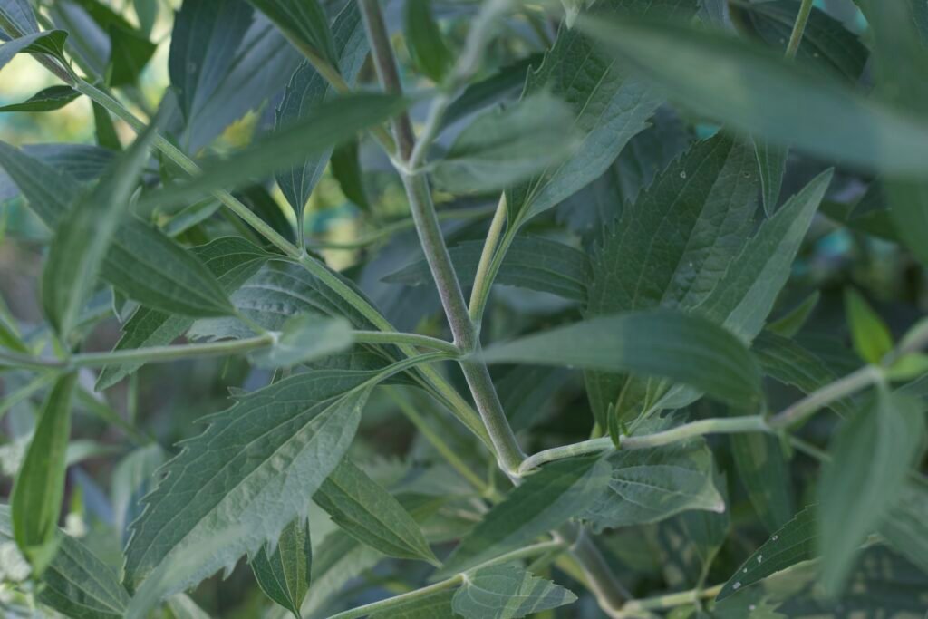 Late boneset leaf showing the distinct petiole connecting the leaf blade to the stem.