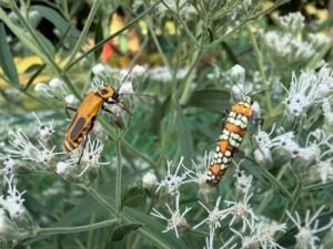 Orange soldier beetle and ailanthus webworm moth visiting white late boneset flowers.