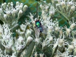 Metallic green fly visiting white late boneset flowers in a native garden.