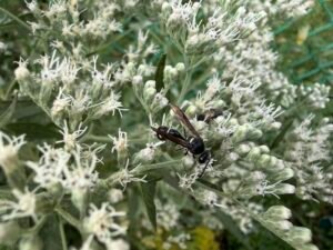 Black wasp feeding on the small white flowers of late boneset.