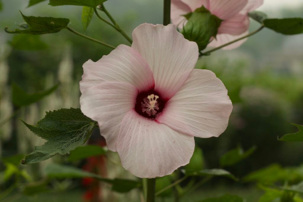 Halberdleaf Rose Mallow – Hibiscus laevis Pale pink halberdleaf rose mallow flower, Hibiscus laevis, blooming in a native garden.