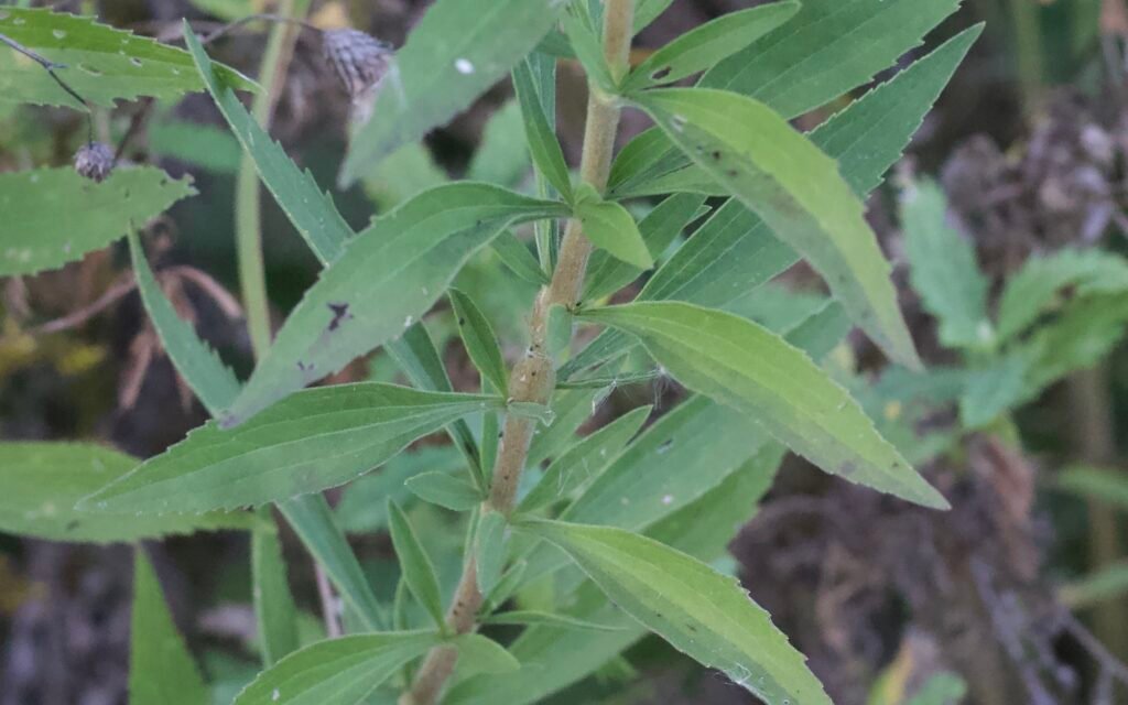 Tall boneset leaves attached nearly directly to the stem without distinct petioles.
