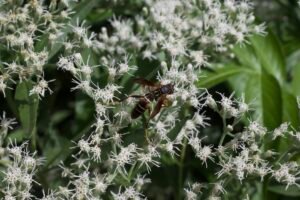 Paper wasp feeding on white late boneset flowers in a backyard habitat garden.