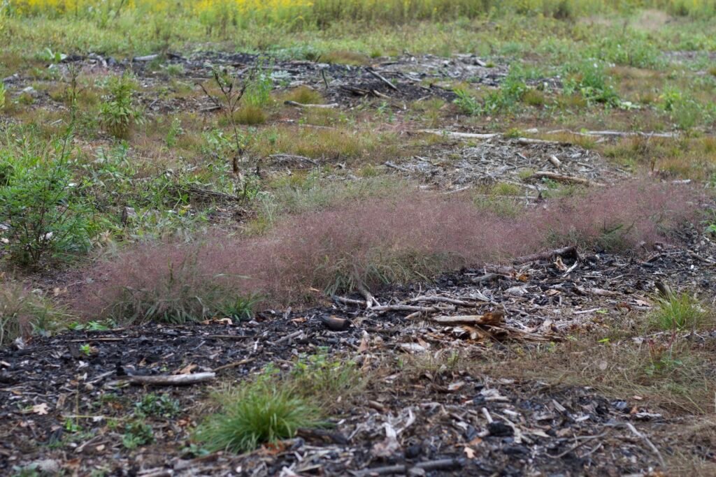 Purple lovegrass forming low pinkish-purple patches across an open sandy restoration area with charred wood and scattered vegetation.