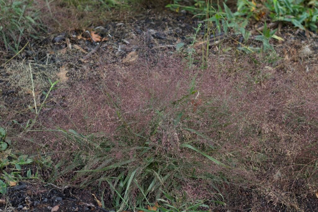 Established purple lovegrass with a broad, airy canopy of pinkish-purple seed heads rising above green leaves.