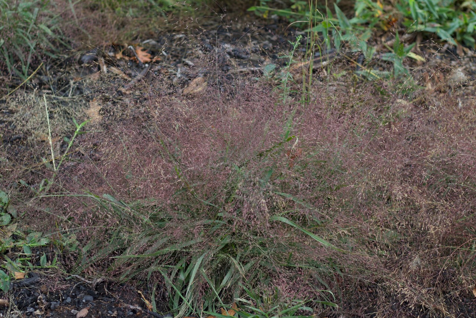 Established purple lovegrass with a broad, airy canopy of pinkish-purple seed heads rising above green leaves.