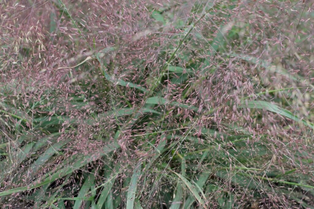 Close view of fine branching purple lovegrass panicles with hundreds of small pinkish-purple spikelets.