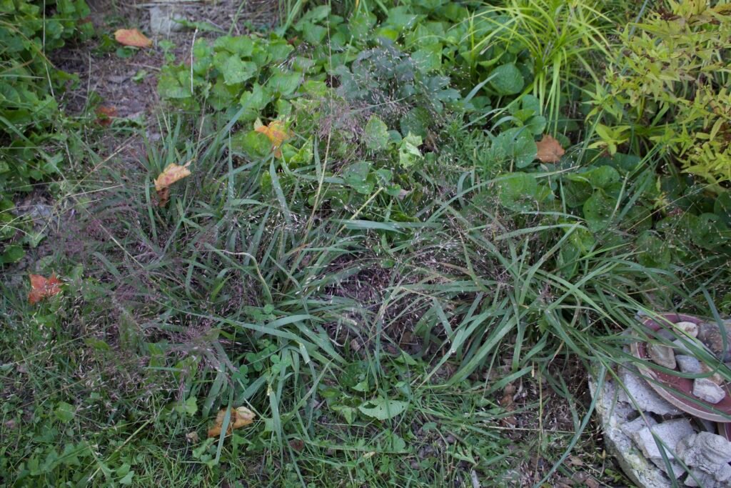 Young purple lovegrass plants with fine purple seed heads growing among green foliage and other plants in a backyard garden.