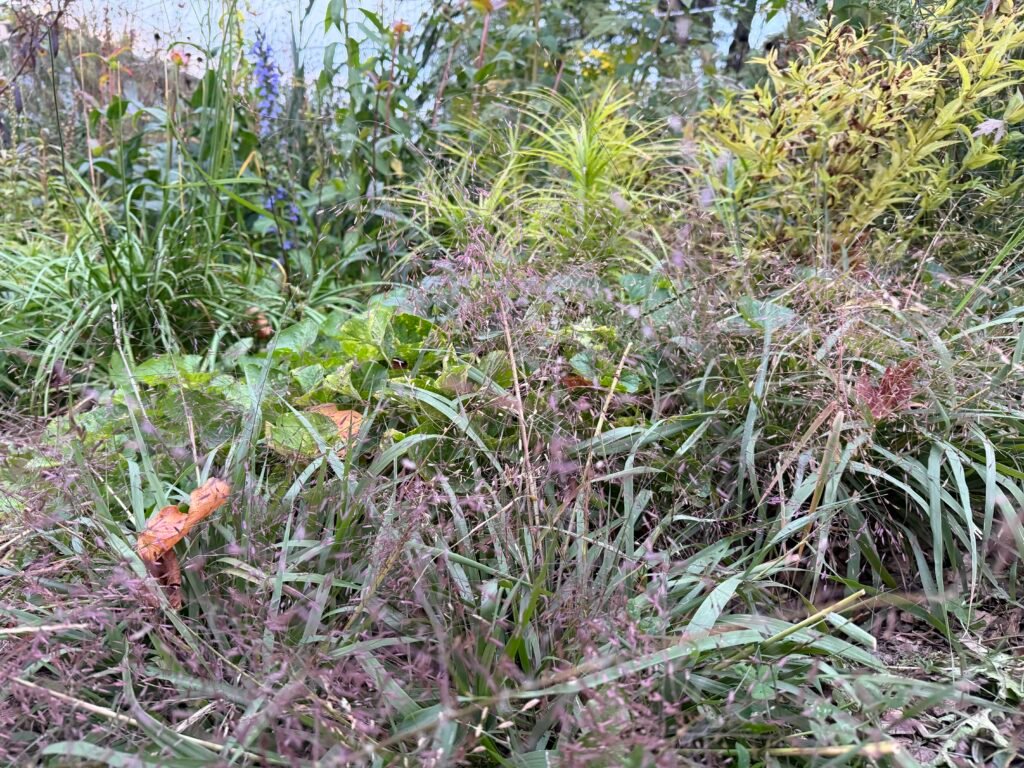 Purple Lovegrass in a Backyard Habitat Garden