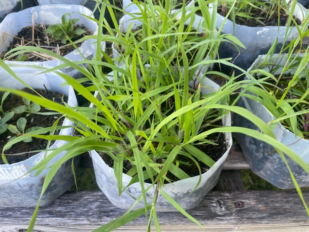 Young purple lovegrass growing in a repurposed container, showing bright green arching leaves before its purple seed heads develop.
