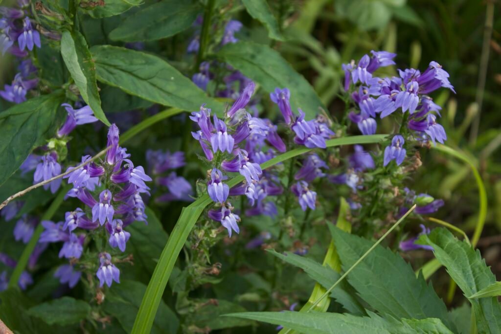 Great Blue Lobelia blooming with blue-violet flowers among dense green foliage.